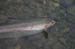 Upper Kenai 21